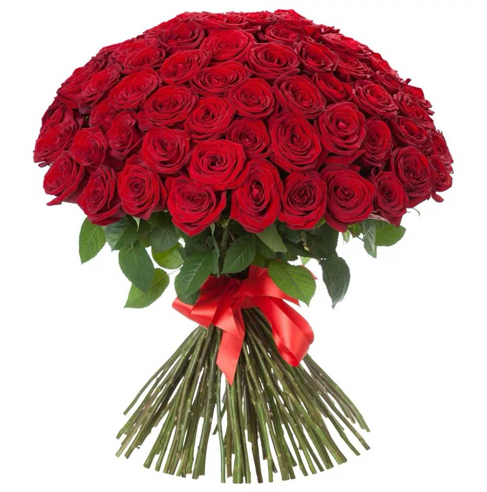 101 Big Head Holland Roses